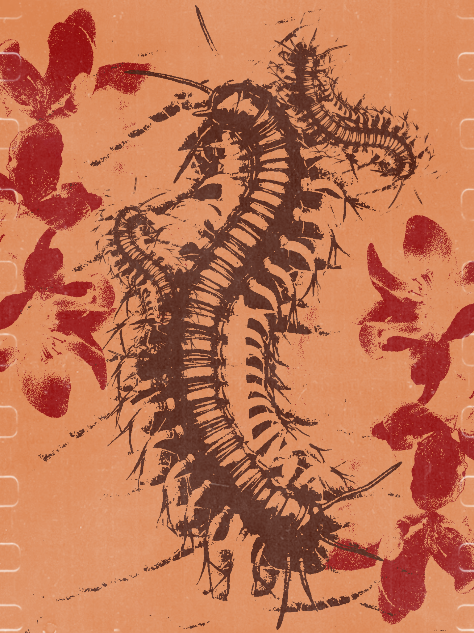 MEMBACA KELABANG DAN EMPAT SIKSAAN PEMBACA KETIKA MEMBACANYA